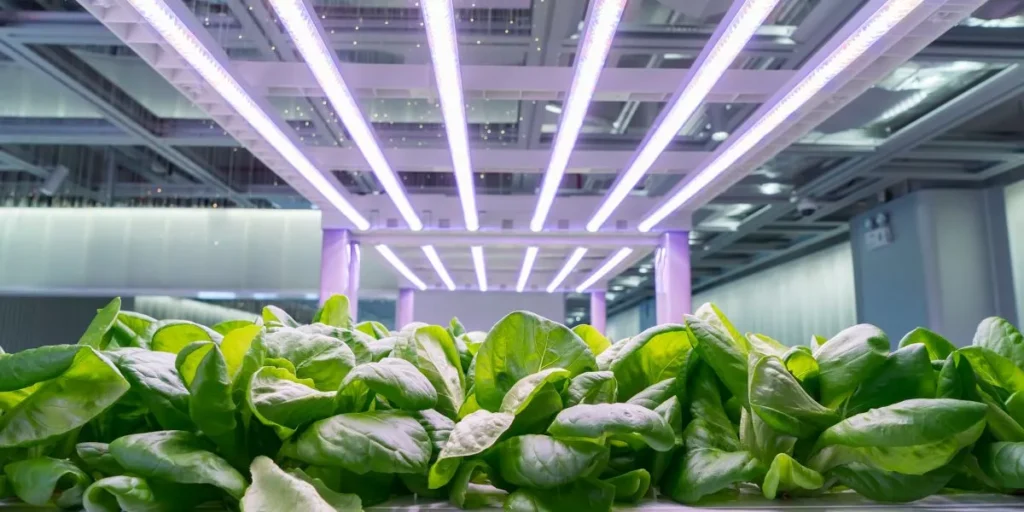 What Are the Best Lighting Options for Indoor Gardening? What Are the Best Lighting Options for Indoor Gardening?