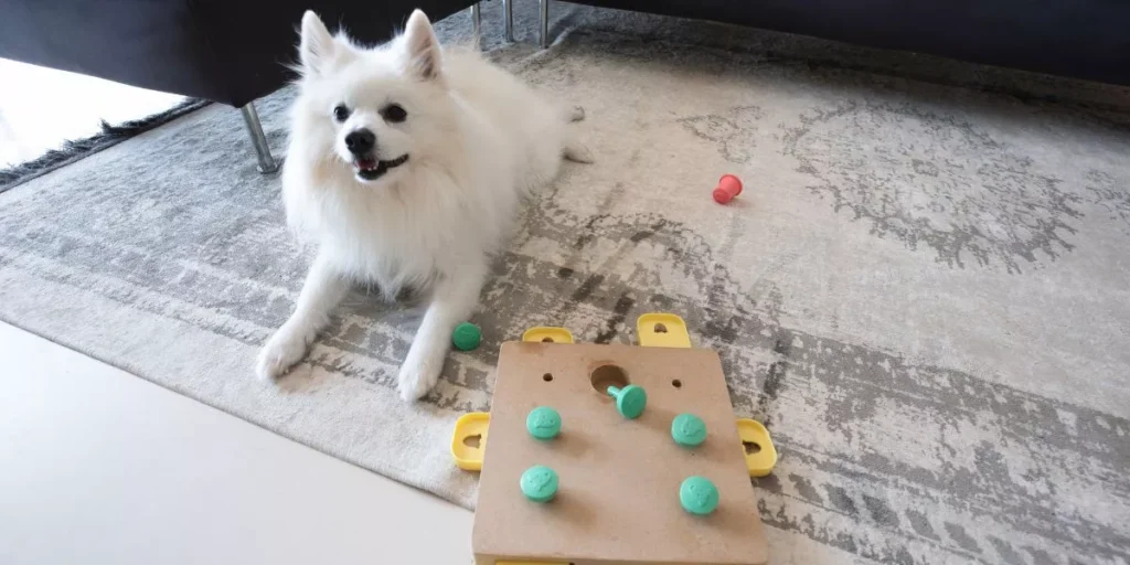 A Game-Changer for Aging Dogs A Game-Changer for Aging Dogs