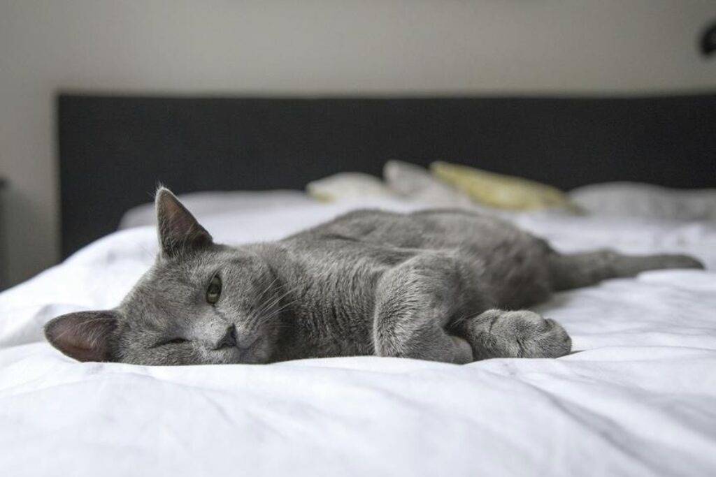 What Is the Best Way to Prevent Cats From Destroying Furniture? What Is the Best Way to Prevent Cats From Destroying Furniture?